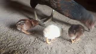 desi murghi ke Sath bachy Cute baby chicks [upl. by Anaehs292]