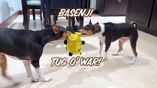 Basenji Tug of War [upl. by Anallise]