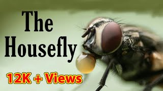 Housefly close up video housefly flies [upl. by Marketa]