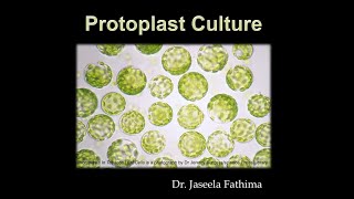 Protoplast culture [upl. by Walrath]