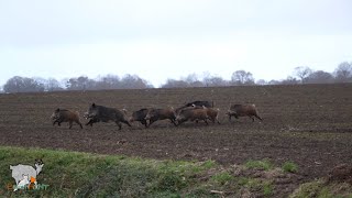 Battues aux sangliers 2024 Chiens courants  BreizhHunt [upl. by Hannala822]