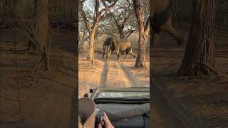 Приятная встреча 👋 zimbabwe zambia elephant afrika слоны nature travel animals [upl. by Isoj]