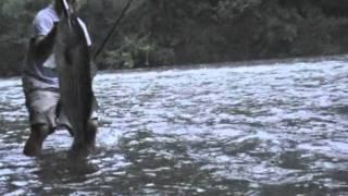 Stripers on the Watauga River [upl. by Annie]