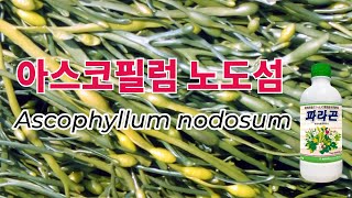 아스코필럼 노도섬Ascophyllum nodosum [upl. by Ladd]