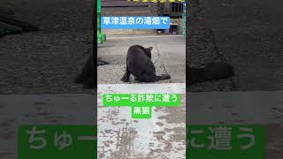 草津温泉の湯畑でちゅーる詐欺に遭う黒猫🐈‍⬛ cat ねこ 猫 straycat 草津温泉 湯畑 ちゅーる さといもちゃんねる 野良猫 地域猫 [upl. by Vally]