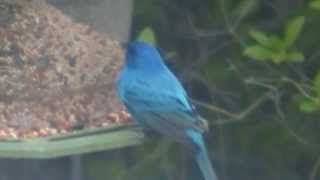 Indigo Bunting Passerina cyanea apt to leave you gasping with disbelief [upl. by Beyer]