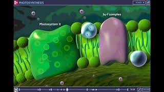 McGraw Hill Photosynthesis Tutorial [upl. by Ahsille]