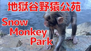 Monkeys enjoy Hot Springs ♨️🙈 Snow Monkey Park [upl. by Bergerac]