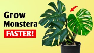 How To Get LARGER Monstera Deliciosa Plant at Home  Monstera Plant Care Tips [upl. by Lebiram]