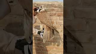 Saker Falcon Male  Pak Falconry and Nature [upl. by Nylavad]