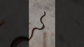 🤷😱😱 Wolf snake 🐍 shortviral ytshorts snake [upl. by Emixam]