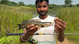 Snakehead Fishing Rod And Reel Combo  ​⁠​⁠AnglersFishingTacklesChennai  Frog Fishing [upl. by Erland869]