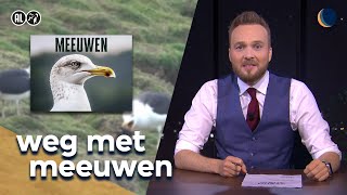 Hoe komen we van meeuwen af  De Avondshow met Arjen Lubach S6 [upl. by Rednaskela]