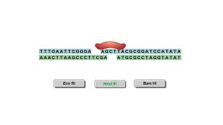 Restriction enzymes Animation [upl. by Akinoj809]