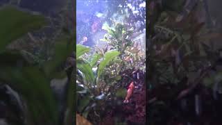 Shrimp Aquarium Revamping with Underwater Camera [upl. by Nailimixam]