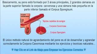 El Secreto Para Agrandar el PENE Naturalmente sin Pastillas Aparatos o Productos [upl. by Ahtanoj]