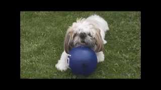 2014  IPSO  CHIEN SHIH TZU de 14 mois  Le ballon qui vole [upl. by Akcire]