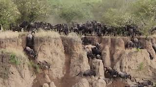 Great migration in Serengeti Tanzania [upl. by Cara]