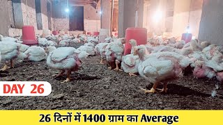 DAYS 26  Full Process  26 दिनों मै 1400 ग्राम का Average आया आज इन Chicks की [upl. by Weinman735]