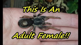 Tarantula Rehouse 9 Kochiana brunnipes  shes a runner [upl. by Ylera]