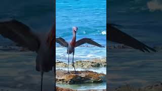 Цапля Красношея Танец цапли на берегу моря Reddish Egret Dance The Caribbean Sea [upl. by Asillam671]