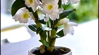 How To Propagate Dendrobium Orchids Taking Cuttings Of Dendrobium Orchids Get Gardening UK [upl. by Candra364]