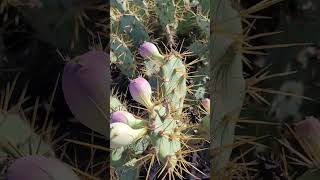 La Figue de Barbarie ses Propriétés Médicinales  Prickly Pear its Medicinal Properties [upl. by Noyrb]