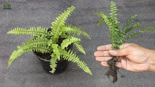 Boston fern propagation and care [upl. by Eran]