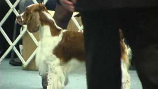 The 2008 ASC Flushing Spaniel Dog Show Best in Show [upl. by Aisyat]