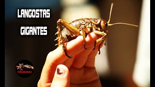 Saltamontes gigante – La langosta mas grande del mundo [upl. by Cutlip]