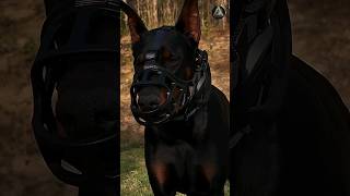 The Features Guard Dog 🐺  doberman [upl. by Salsbury]