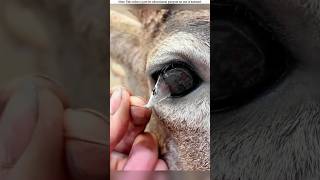 The deer lost its sight because of this good man😱 shortvideo amazingfacts [upl. by Dareece]