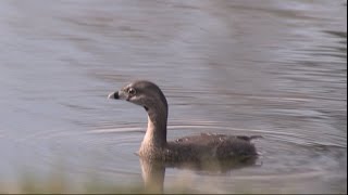 Pied billed Grebes FishingNARRATED [upl. by Ades582]