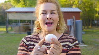 How do chicken eggs get fertilized More Than You Ever Wanted To Know [upl. by Fisa]