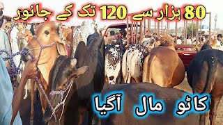 Shahpur kanjra mandi lahore 2024 today  Cow mandi 2024 lahore  Lahore shahpur kanjra mandi 2024 [upl. by Cedar189]