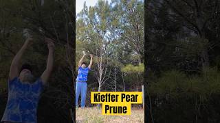 Kieffer Pear pruning peartree backyardorchard fruitforest zone8 [upl. by Farland]