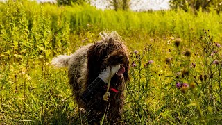 Hunting with the Wirehaired Pointing Griffon A Versatile Hunting Dog [upl. by Retxed]