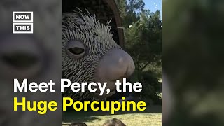 Huge Porcupine Puppet Unveiled at San Diego Zoo Shorts [upl. by Abbot19]