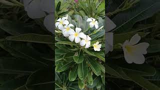 Plumeria obtusa FApocynaceae for ornamental purpose and fragrant flowers [upl. by Akceber430]