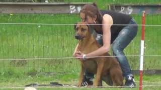 Coursing met Rhodesian Ridgebacks [upl. by Jenne880]