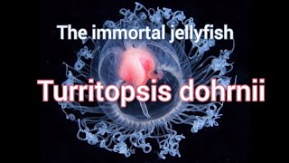 Turritopsis dohrnii – The Fascinating Immortal Jellyfish turritopsis jellyfish animals immortal [upl. by Jori703]