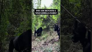 Wild baby gorillas play together 🦍 gorilla rwandatravel wildlife mountaingorillas babygorilla [upl. by Elwaine]