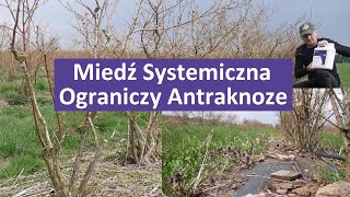 Miedź Systemiczna na Antraknoze w Borówce Amerykańskiej [upl. by Issor]