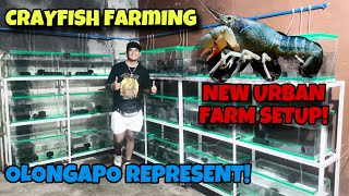 CRAYFISH FARMINGNEW URBAN FARM SET UPNAPADAYO SA MALAYO OLONGAPO REPRESENTFTGAPO MASTER CLAW🦞🦞🦞 [upl. by Ynattirb427]