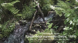 Odonata of Japan Epiophlebia superstes [upl. by Wandy81]