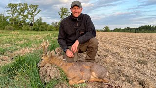 Roe Buck hunting in Poland 2022  Bukkejagt i Polen 2022 Bockjagd im Polen 2022 [upl. by Legir]