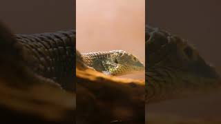 Arboreal Alligator Lizard  Blank Park Zoo zoo wildlife animals [upl. by Crawley]