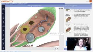 Week 2 Lecture Part 1 Ovaries structure and function [upl. by Donn]