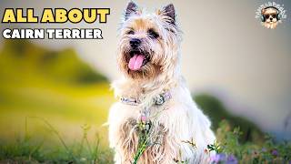 Discover the Amazing Secrets of the Cairn Terrier Dog Breed [upl. by Killy47]