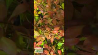 LUDWIGIA REPENS ABSOLUTELY STUNNING AQUARIUM PLANT [upl. by Kraft]